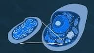 Mitochondrial Dysfunction: Chronic Disease and the Cell Danger Response