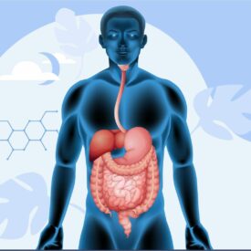 Photo of Digestive Tract