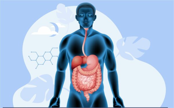 Photo of Digestive Tract