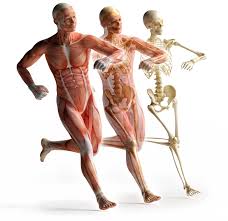 Photo of Fascia Layers