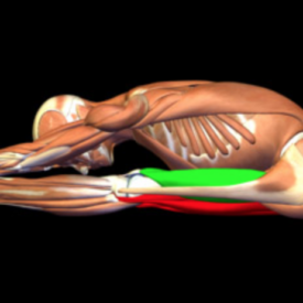 picture of hypertonic and inhibited muscles