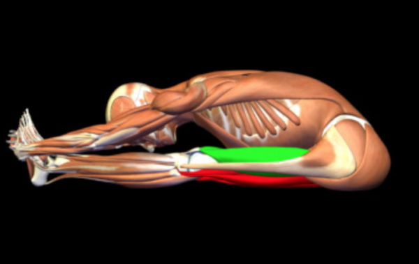 picture of hypertonic and inhibited muscles